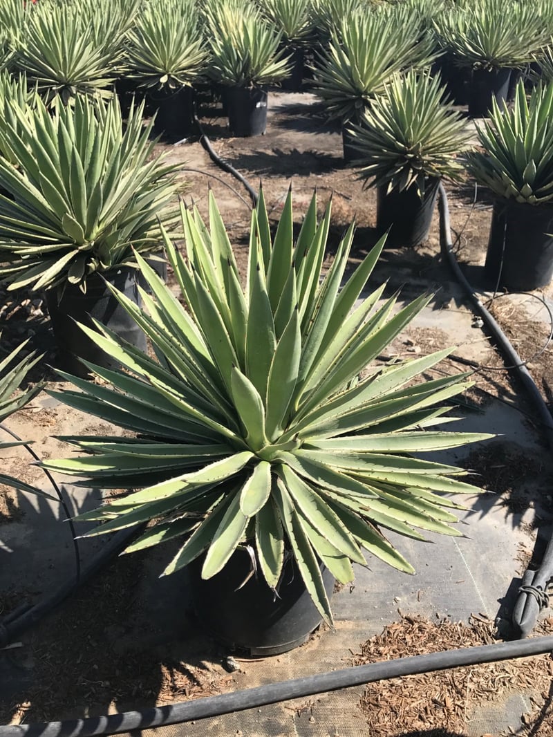 Photo for Agave angustifolia 'Marginata' (Caribbean Agave)