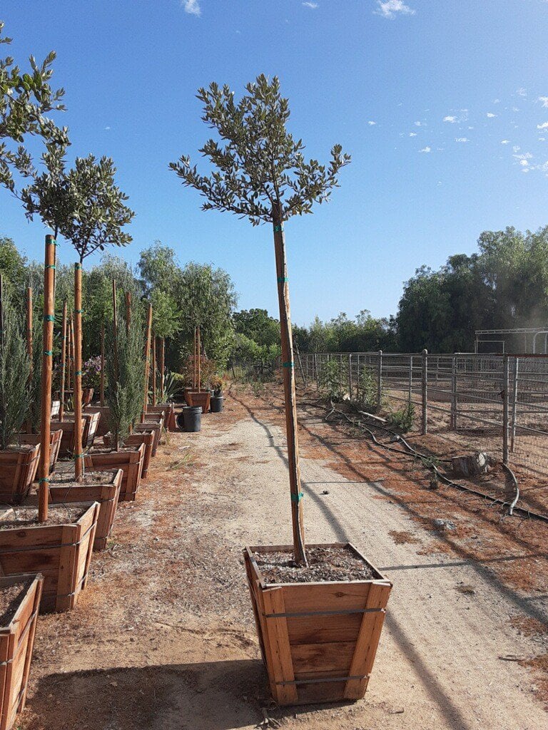 Photo for Quercus ilex (Holly Oak, Holm Oak)