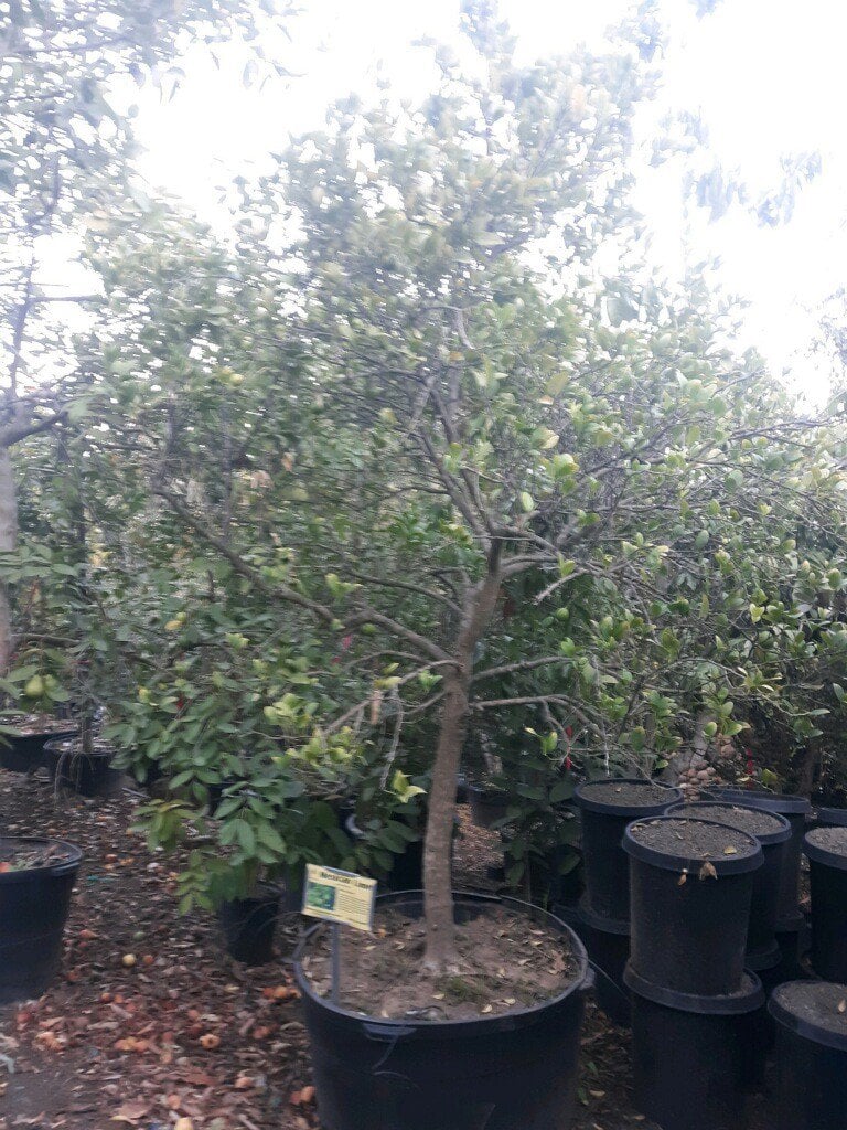 Photo for Citrus aurantifolia (Key Lime, Mexican Lime)