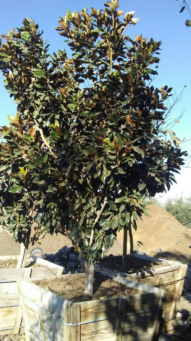 Photo for Magnolia grandiflora 'Little Gem' (Little Gem Dwarf Southern Magnolia)