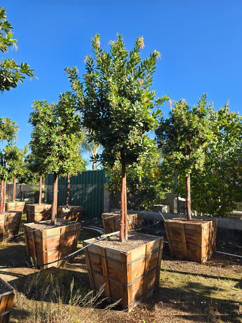 Photo for Arbutus 'Marina' (Marina Strawberry Tree)