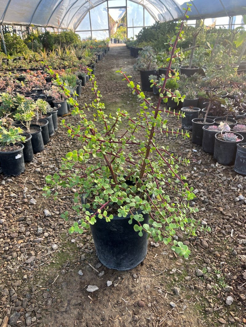 Photo for Portulacaria afra (Elephant's Food)