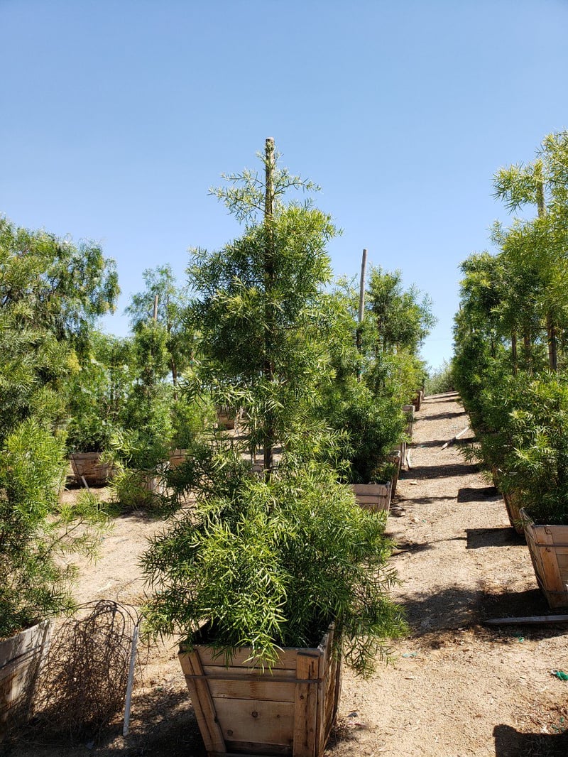 Photo for Podocarpus gracilior (low branching column) (Fern Podocarpus)