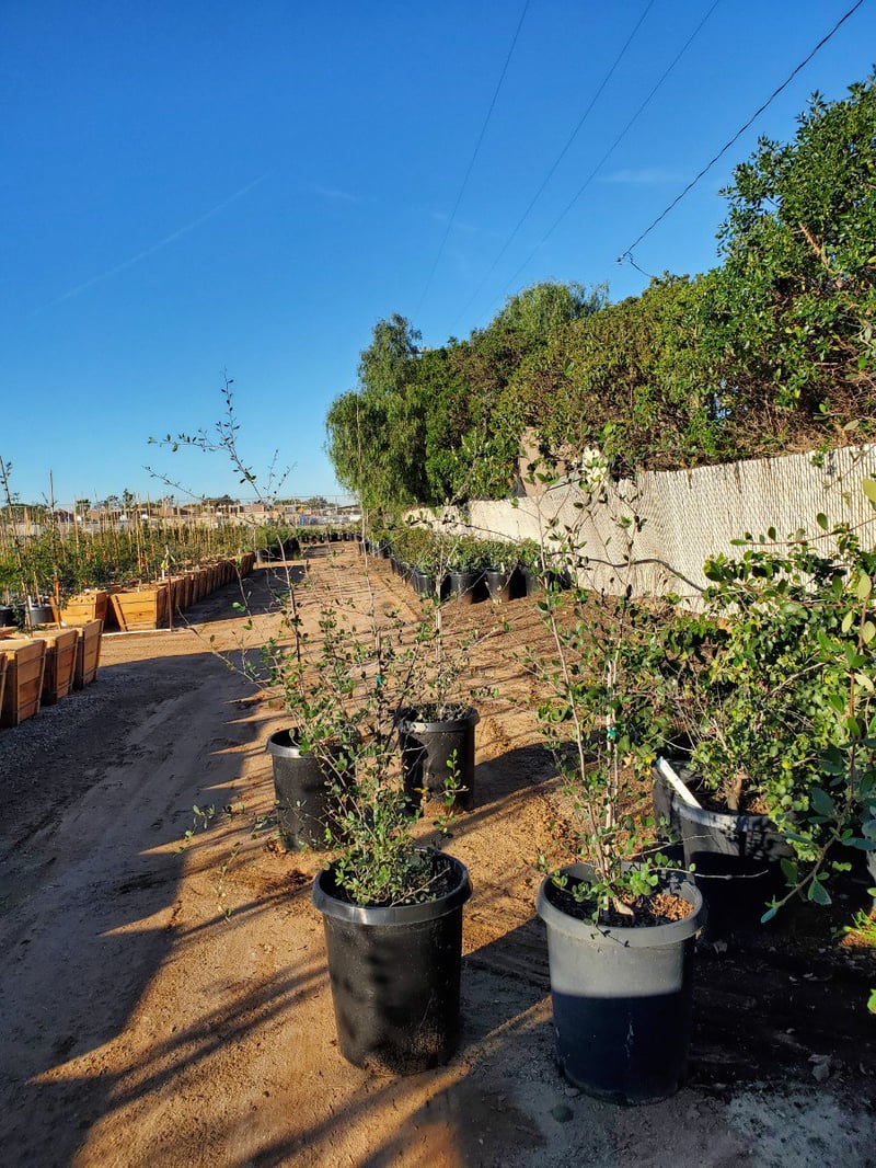 Photo for Cercocarpus betuloides (Mountain Mahogany)