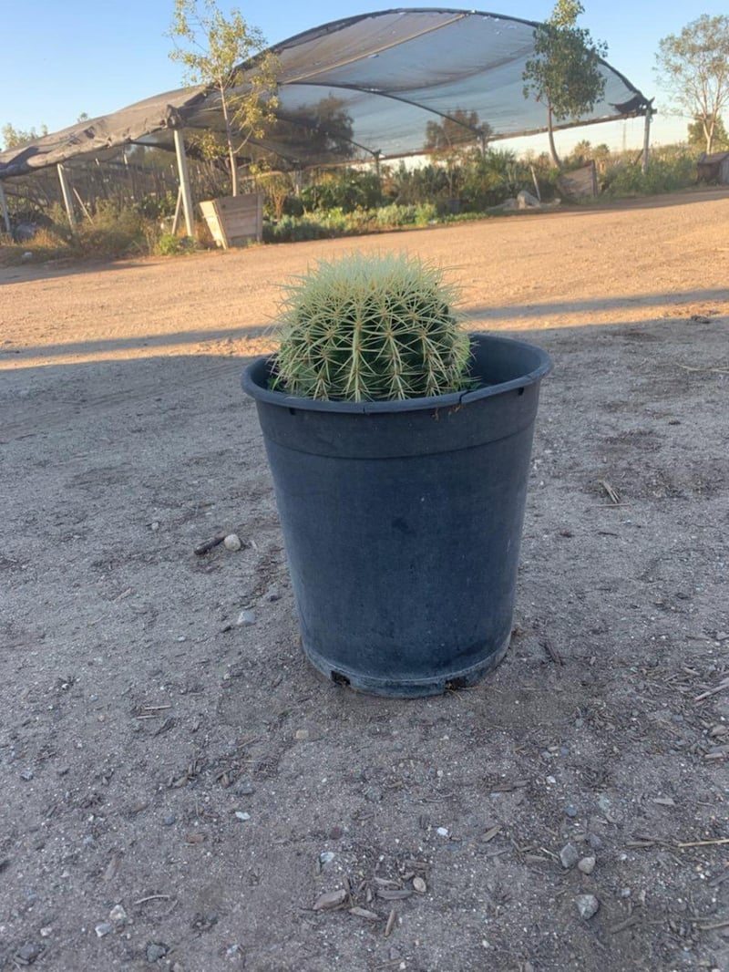 Photo for Echinocactus grussoni (Golden Barrel Cactus)