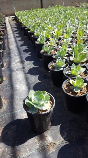 Photo for Dudleya pulverulenta (Chalk Liveforever)