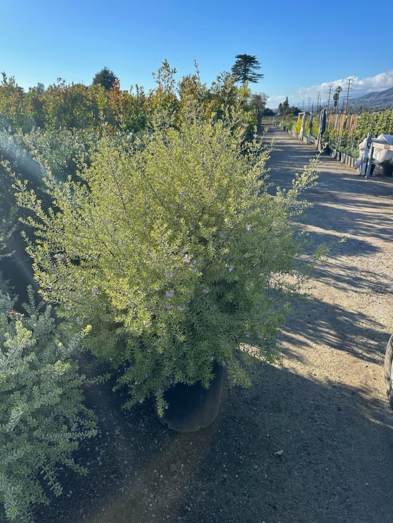 Photo for Westringia 'Wynyabbie Highlight' (Variegated Australian Rosemary)