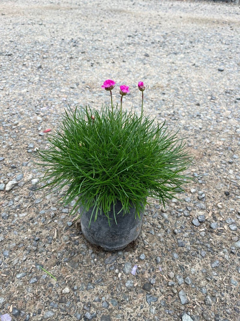Photo for Armeria maritima (Sea Thrift)