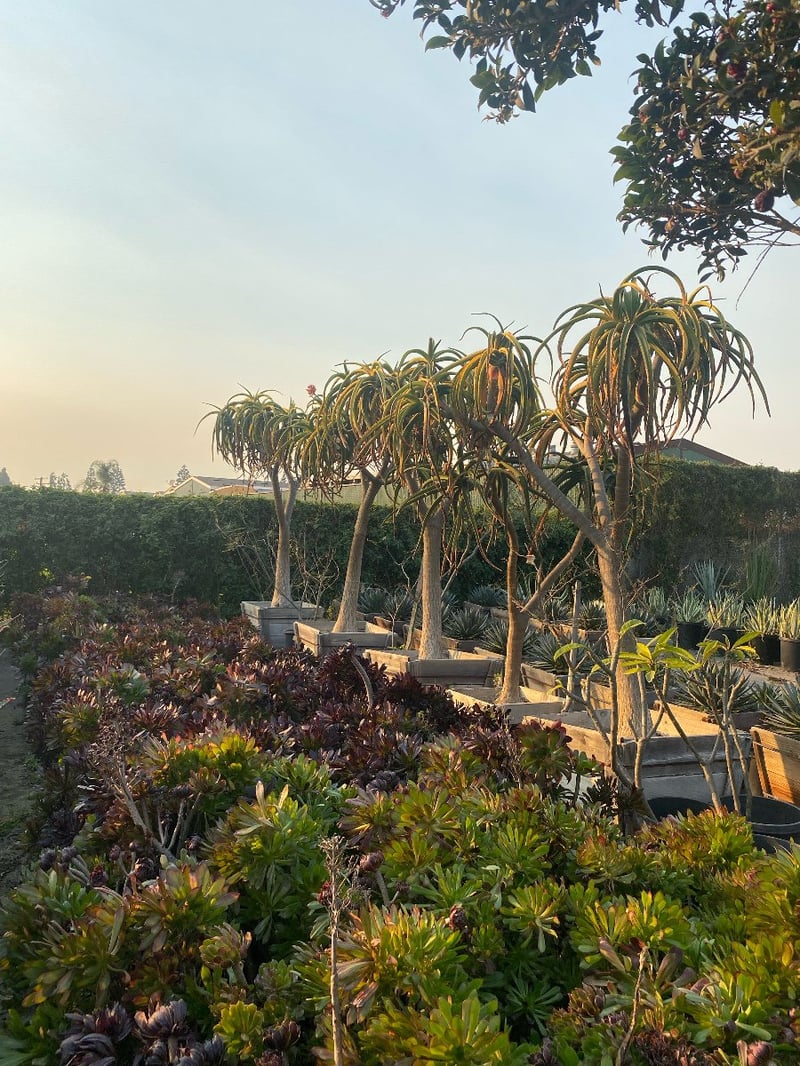 Photo for Aloe barberae (A. bainesii) (Tree Aloe)