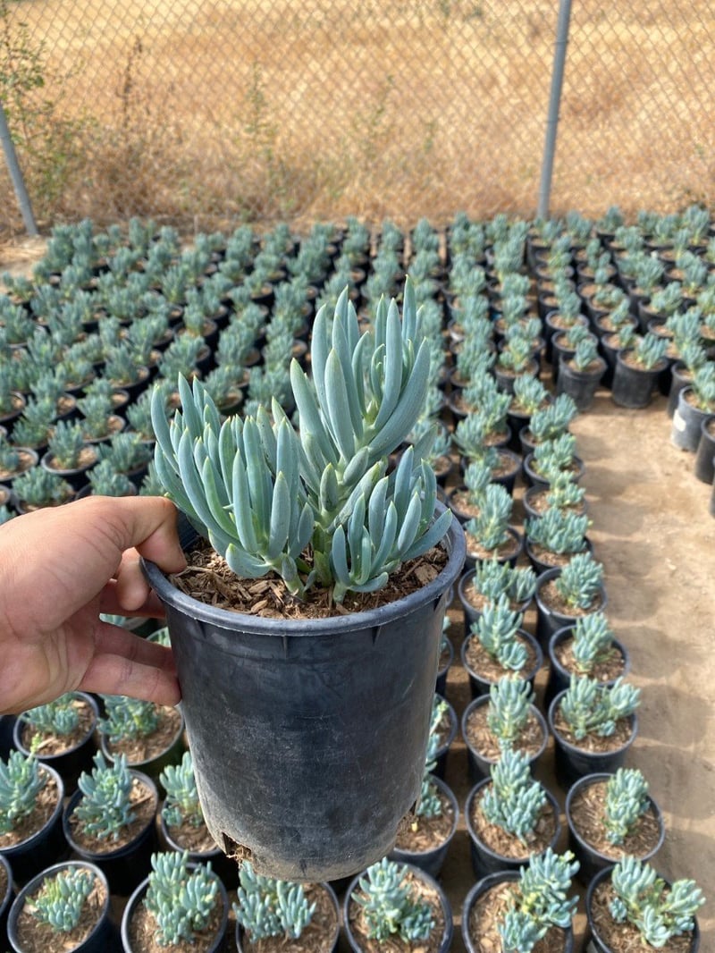 Photo for Senecio mandraliscae 'Blue Chalk Sticks' (Senecio)