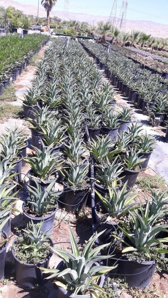 Photo for Agave desmetiana (Smooth Agave)