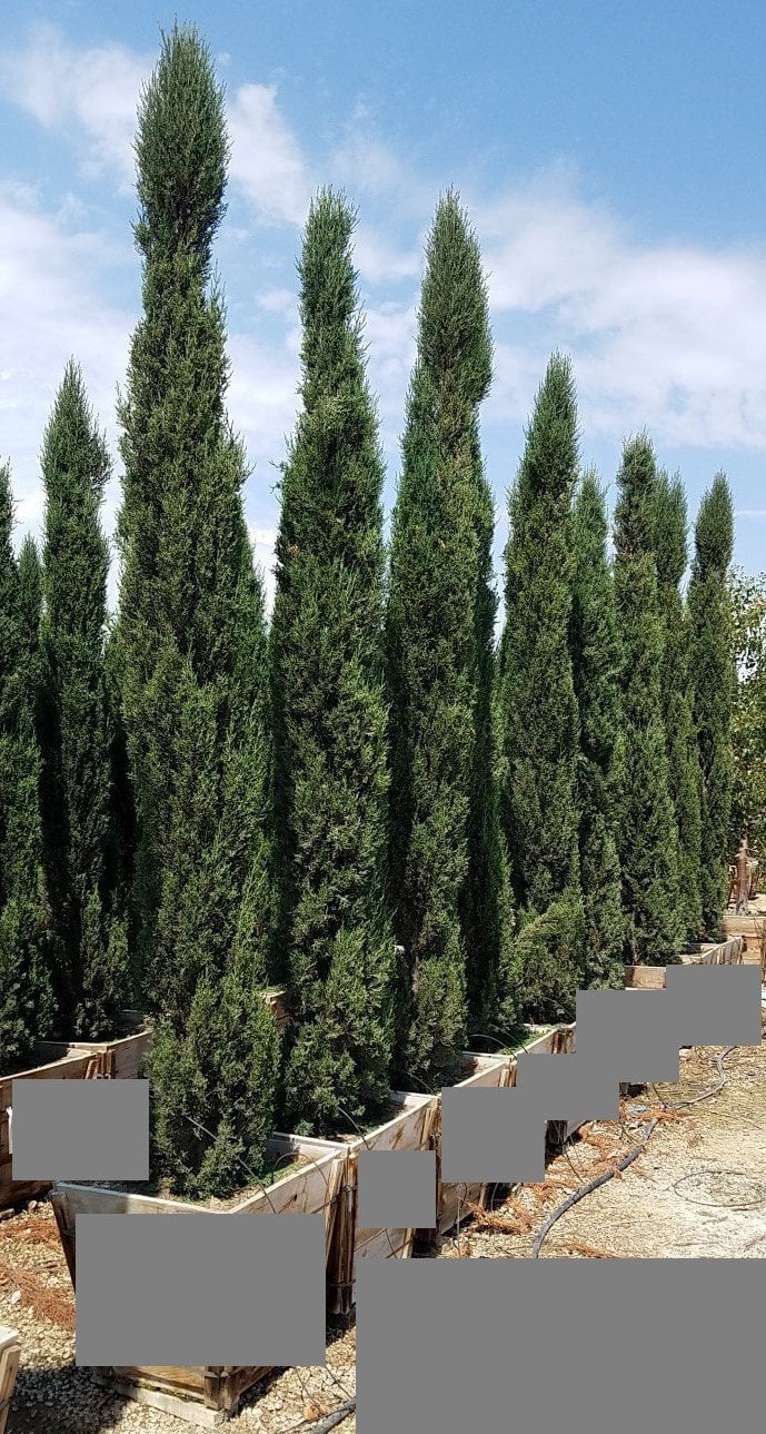Photo for Cupressus sempervirens (Italian Cypress)