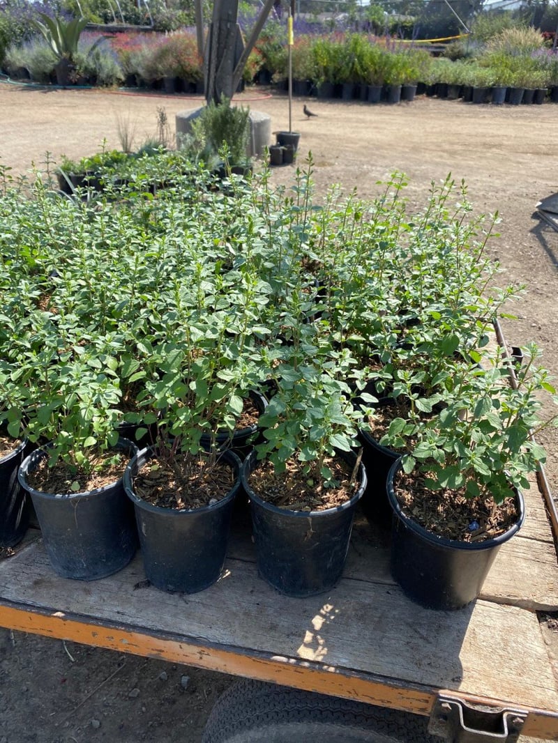 Photo for Salvia microphylla (Cherry Sage)