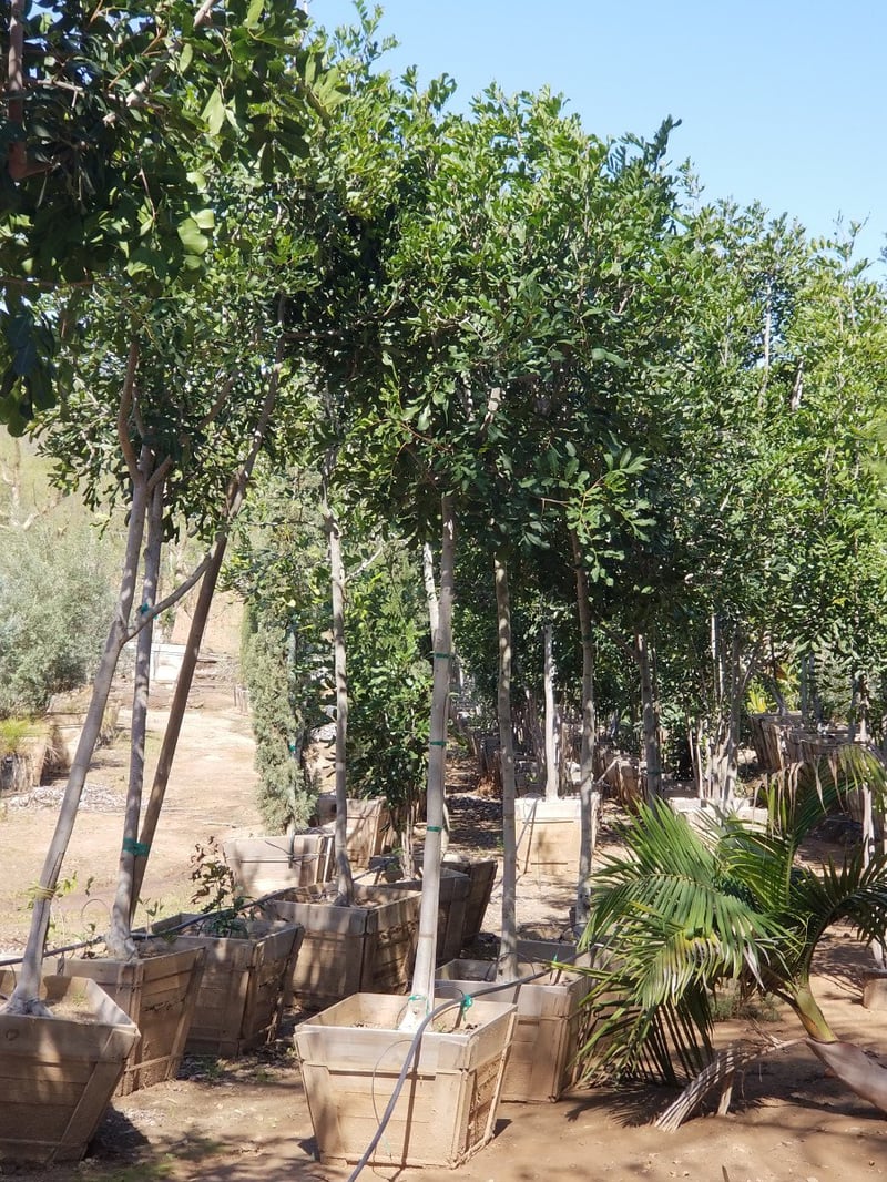 Photo for Cupaniopsis anacardioides (Carrotwood)