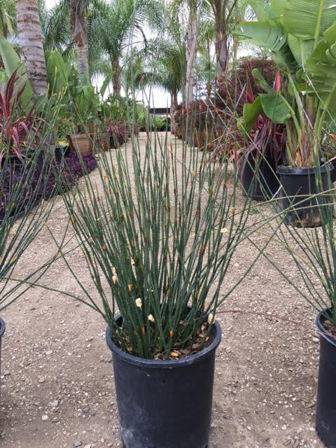 Photo for Chondropetalum elephantinum (Large Cape Rush)