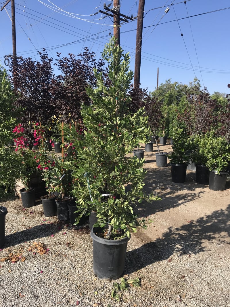 Photo for Prunus caroliniana 'Compacta' (Compact Carolina Cherry Laurel)