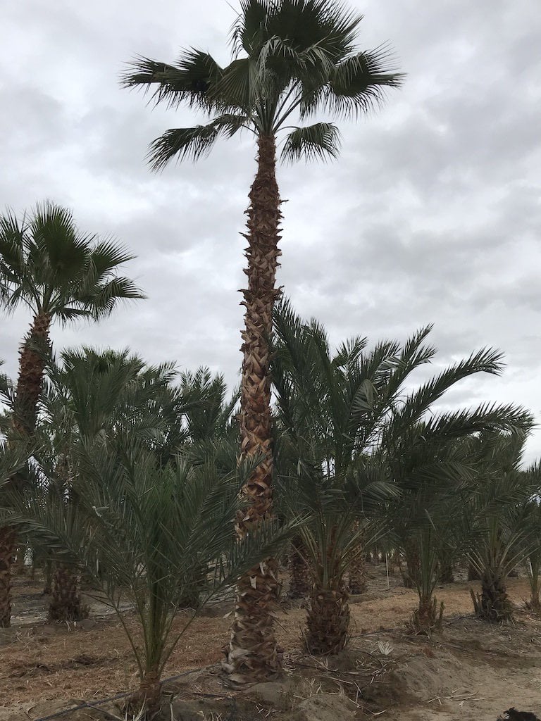 Photo for Washingtonia robusta (Mexican Fan Palm)