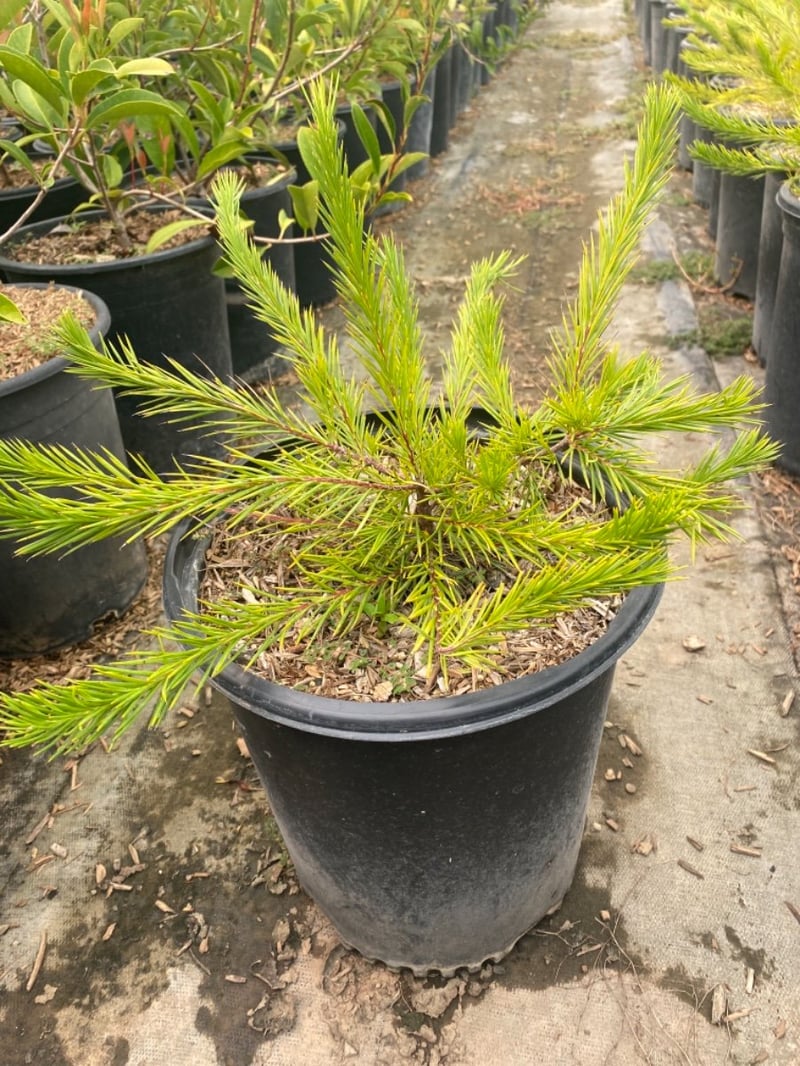 Photo for Grevillea 'Noelii' (Noelii Grevillea)