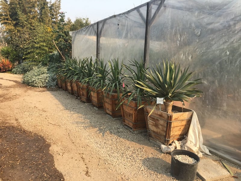 Photo for Dracaena draco (Dragon Tree)