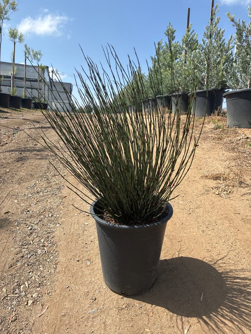 Photo for Chondropetalum tectorum (Small Cape Rush)