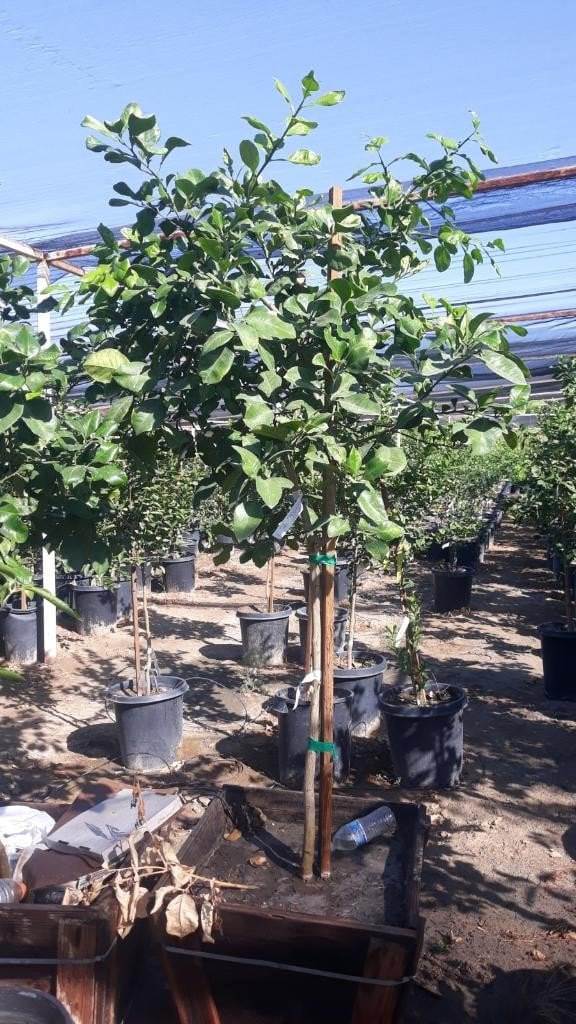 Photo for Citrus paradisi 'Ruby Red' (Ruby Red Grapefruit)