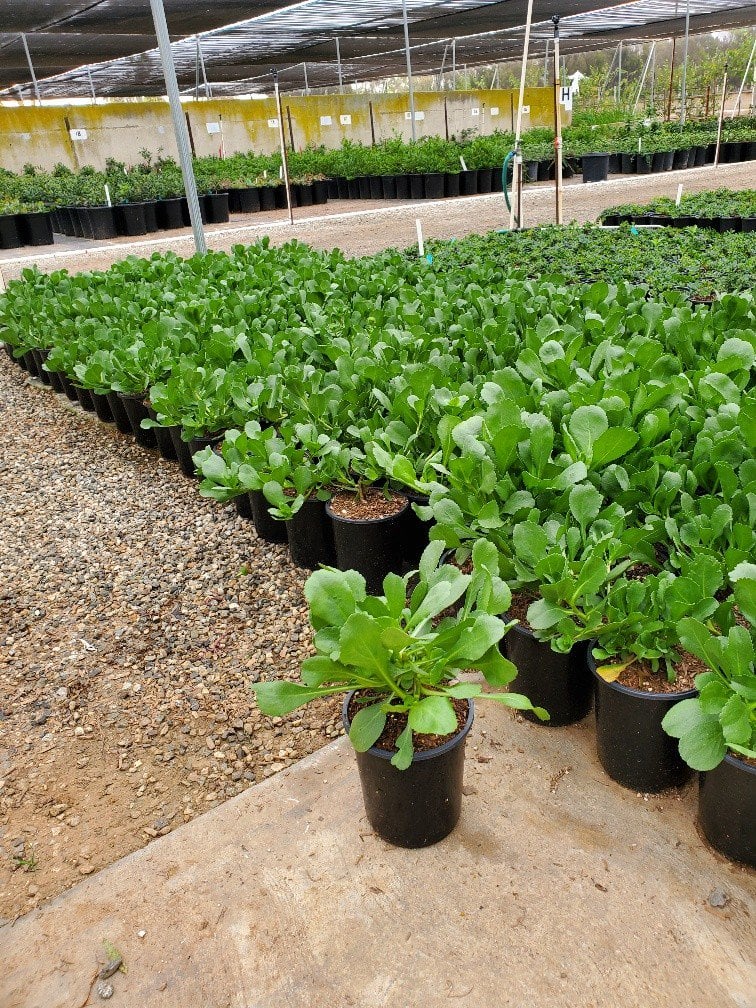 Photo for Grindelia stricta var. platyphylla 'Ray's Carpet' (Coastal Gum Plant)