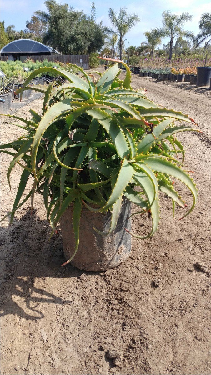 Photo for Aloe arborescens (Torch Aloe)