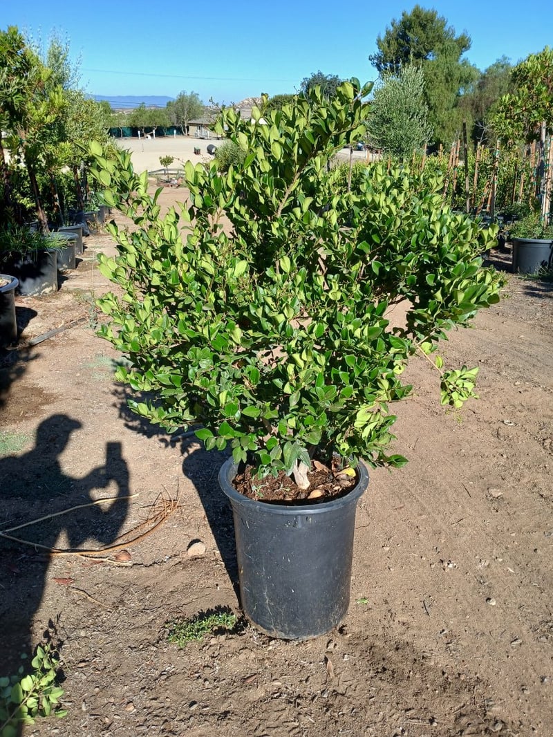 Photo for Ligustrum japonicum 'Texanum' (Hedge) (Waxleaf Privet)