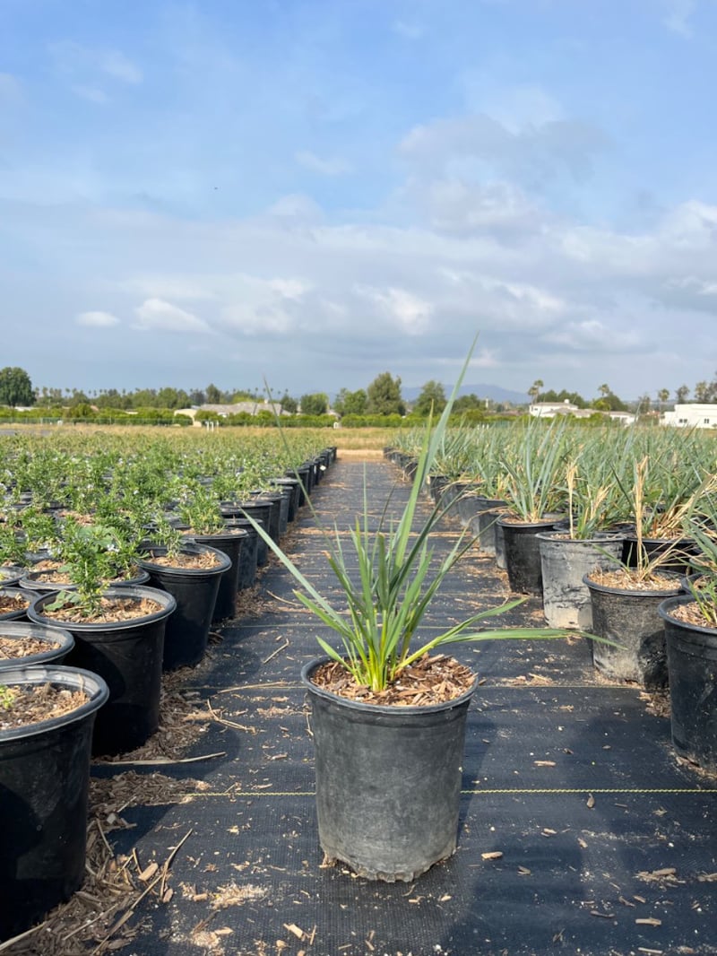 Photo for Leymus condensatus 'Canyon Prince' (Blue Lyme Grass)