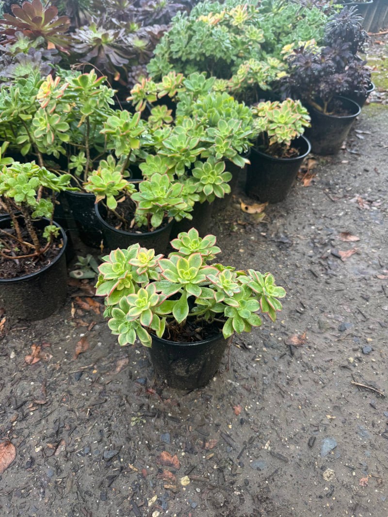 Photo for Aeonium 'Kiwi' (Kiwi Aeonium)