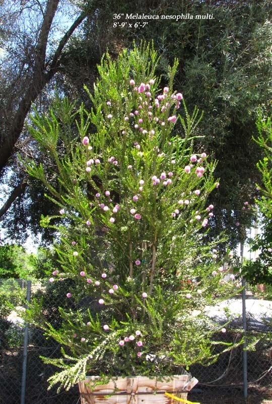 Photo for Melaleuca nesophila (Low Branch) (Pink Melaleuca)