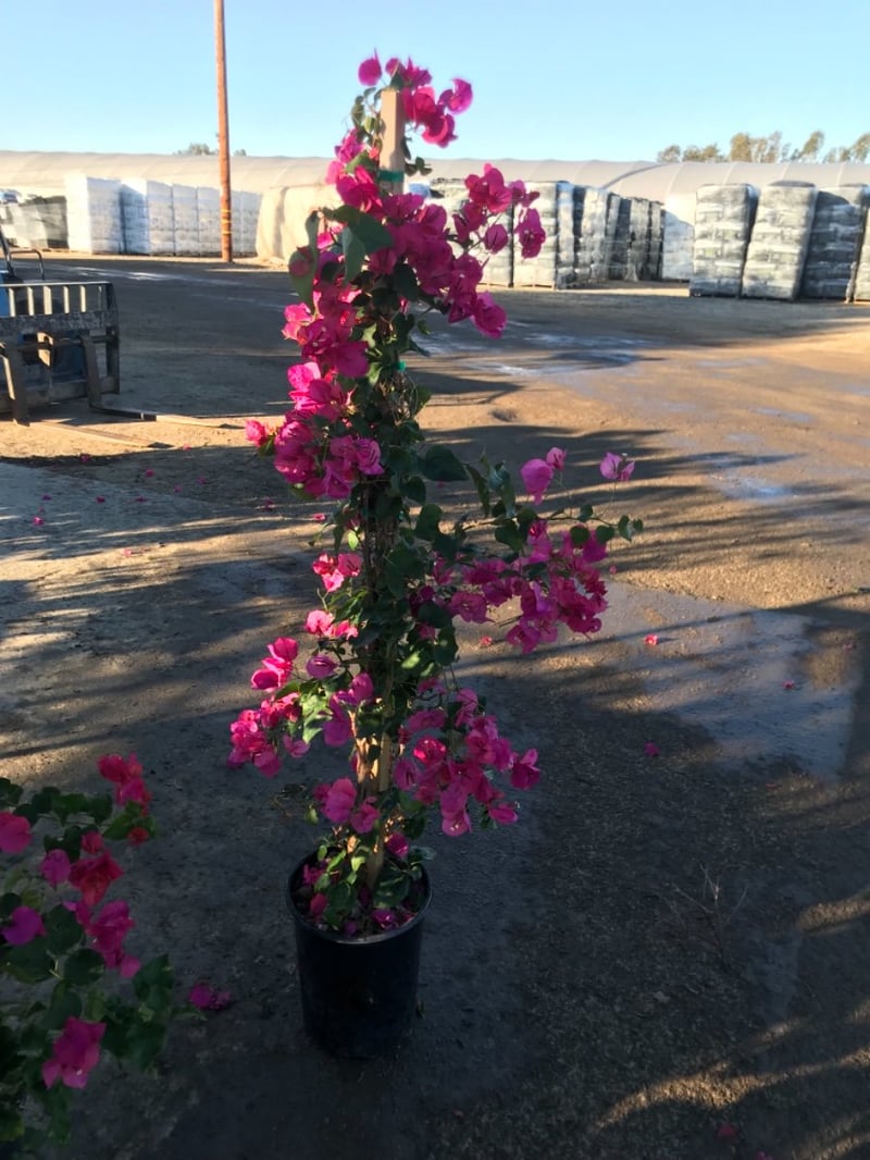 Photo for Bougainvillea 'Barbara Karst' (Barbara Karst Bougainvillea)