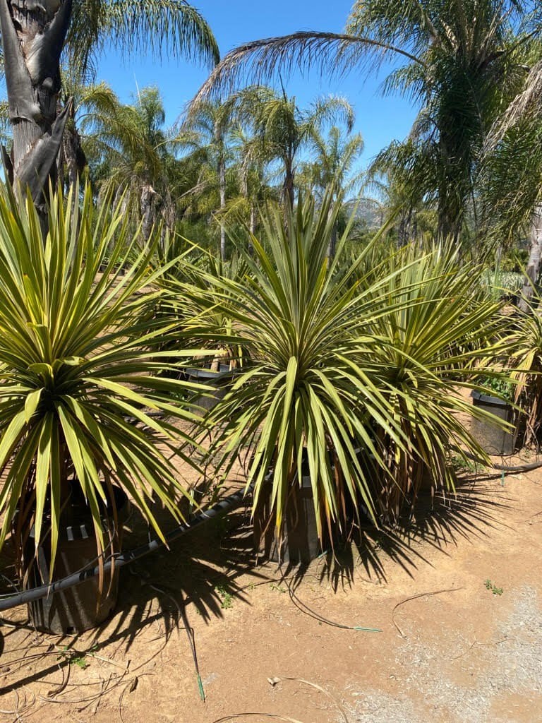 Photo for Cordyline australis 'Torbay Dazzler' (Torbay Dazzler Grass Palm)