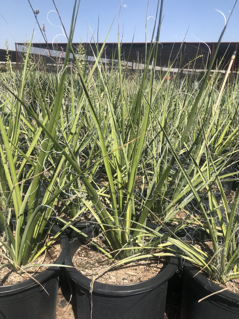 Photo for Hesperaloe funifera (Giant Hesperaloe)