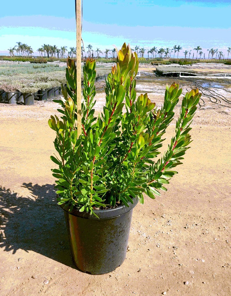 Photo for Leucadendron 'Safari Goldstrike'  (Yellow Conebush)