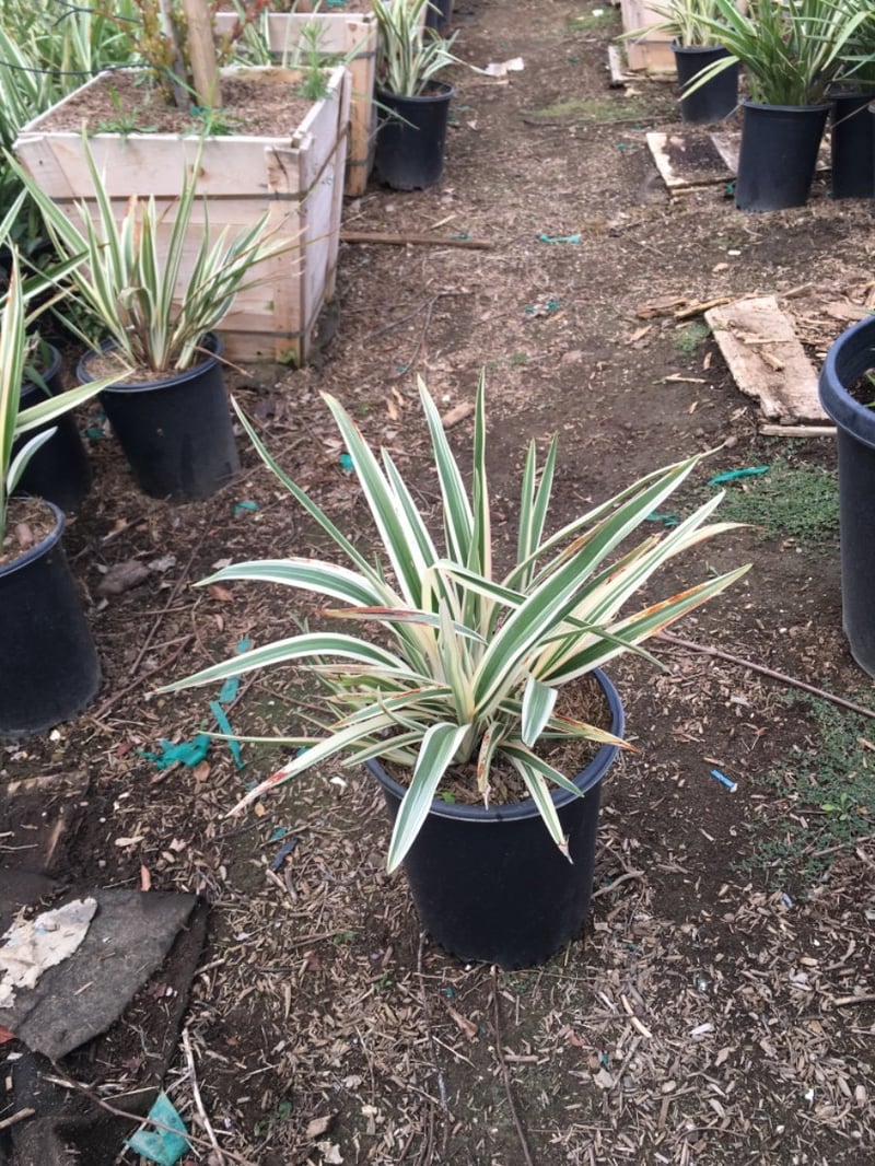 Photo for Dianella tasmanica 'Silver Streak' (Silver Streak Flax Lily)