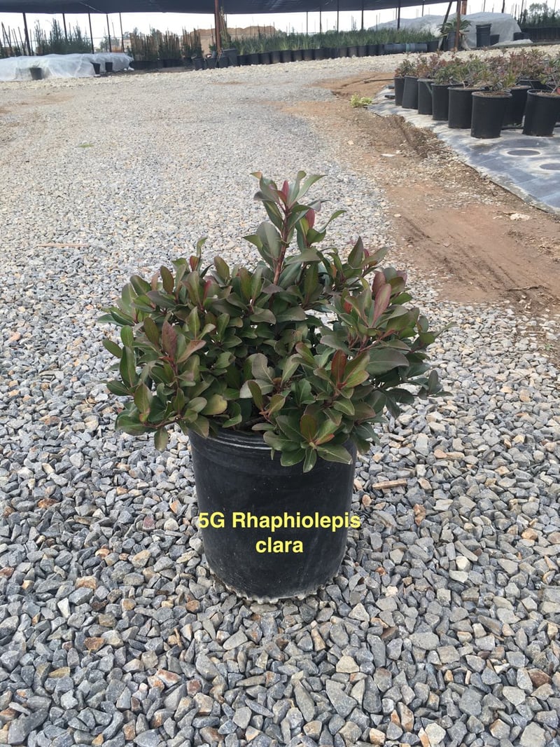Photo for Rhaphiolepis indica 'Clara' (Clara Indian Hawthorn)