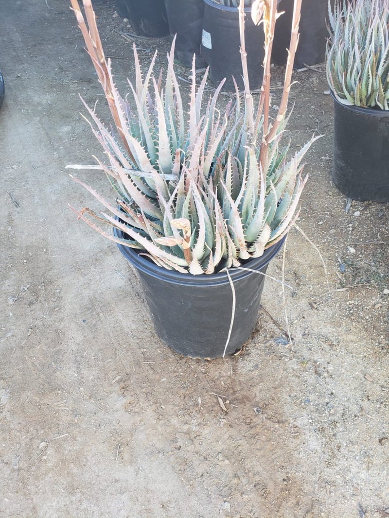 Photo for Aloe 'Blue Elf' (California Aloe, Blue Boy)