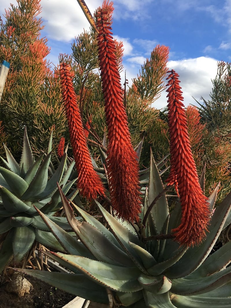 Photo for Aloe ferox (Cape Aloe)
