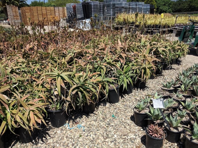 Photo for Aloe cheranganiensis (Cherangani Hills Aloe)