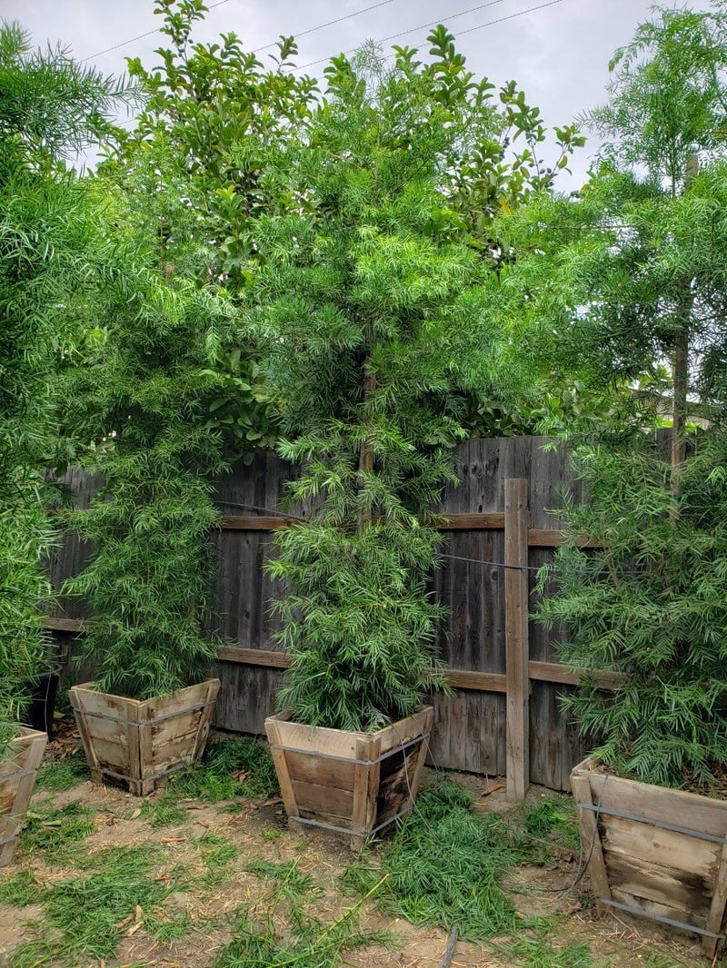 Photo for Podocarpus gracilior (Column) (Fern Pine)