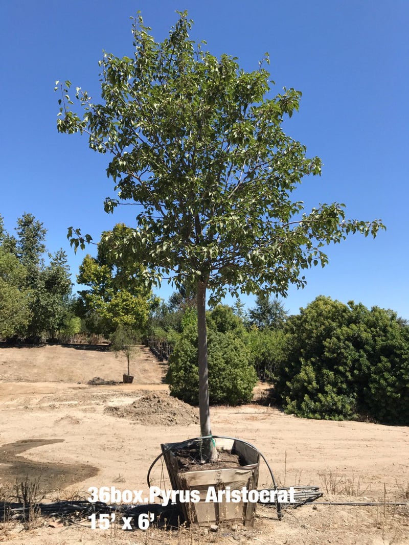 Photo for Pyrus calleryana 'Bradford' (Bradford Flowering Pear)