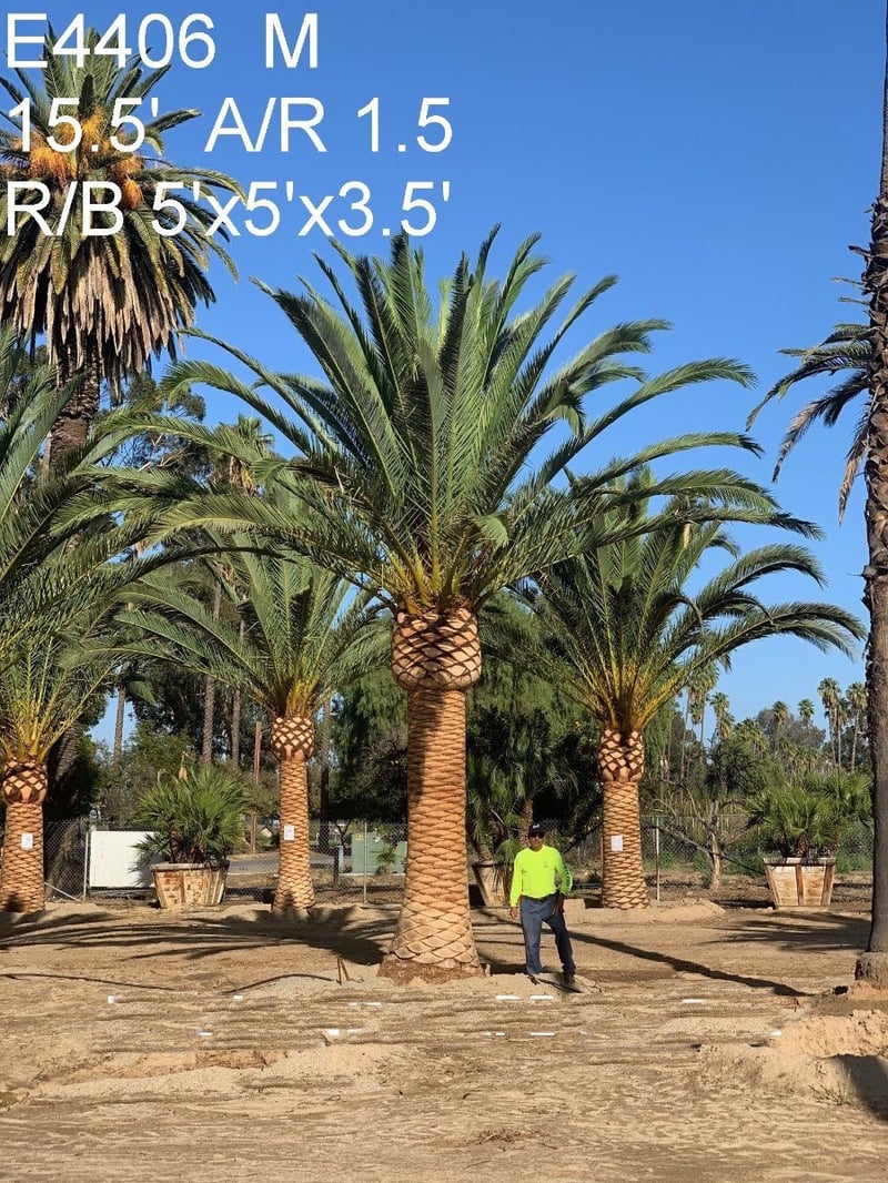 Photo for Phoenix canariensis (Canary Date Palm)
