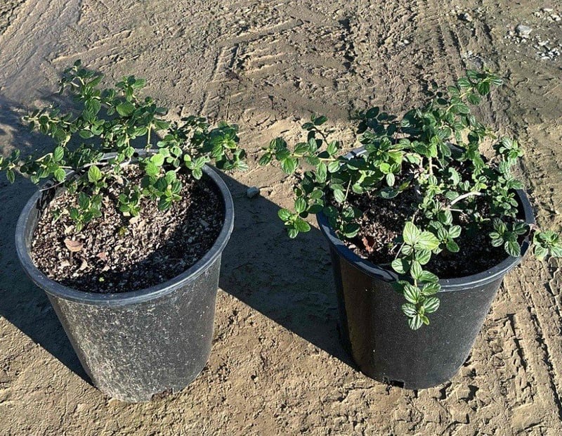 Photo for Ceanothus griseus horizontalis 'Yankee Point' (Yankee Point Ceanothus)