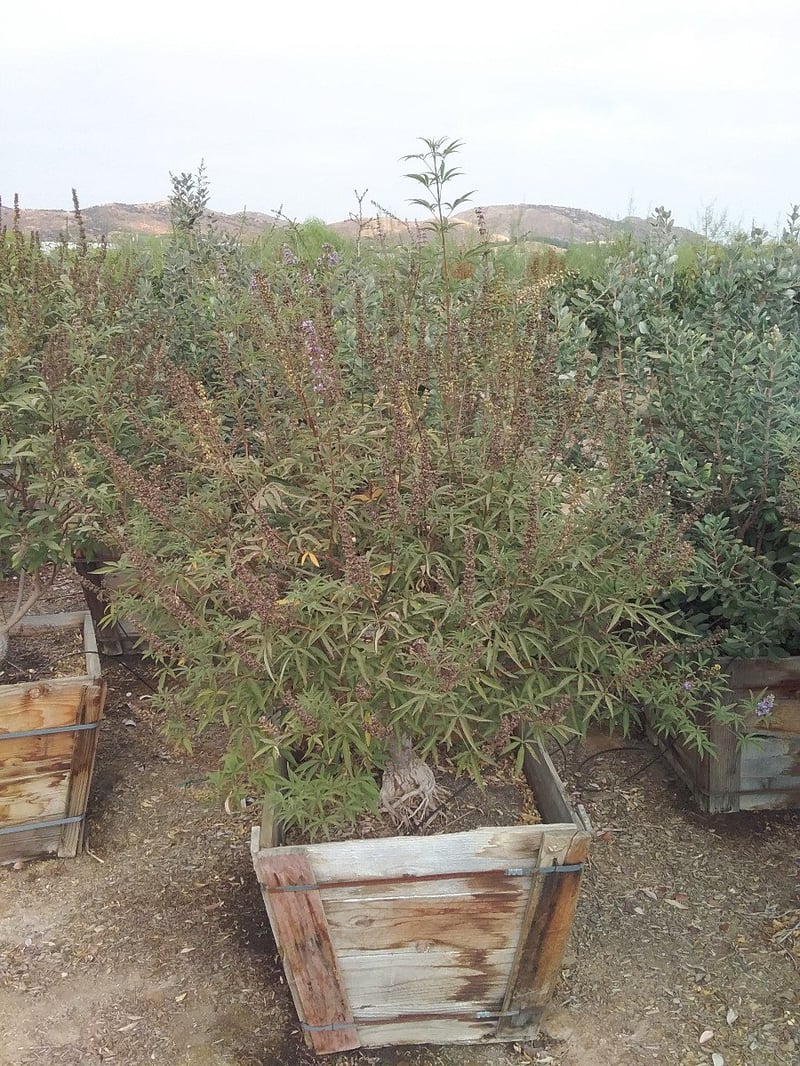 Photo for Vitex agnus-castus (Multi) (Chaste Tree)