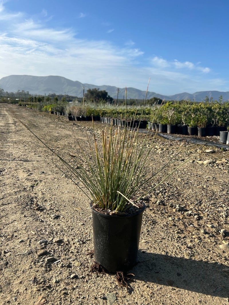 Photo for Juncus patens 'Elk Blue' (Elk Blue California Gray Rush)
