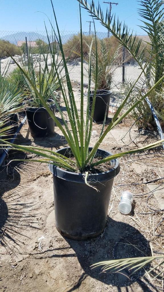 Photo for Hesperaloe funifera (Giant Hesperaloe)