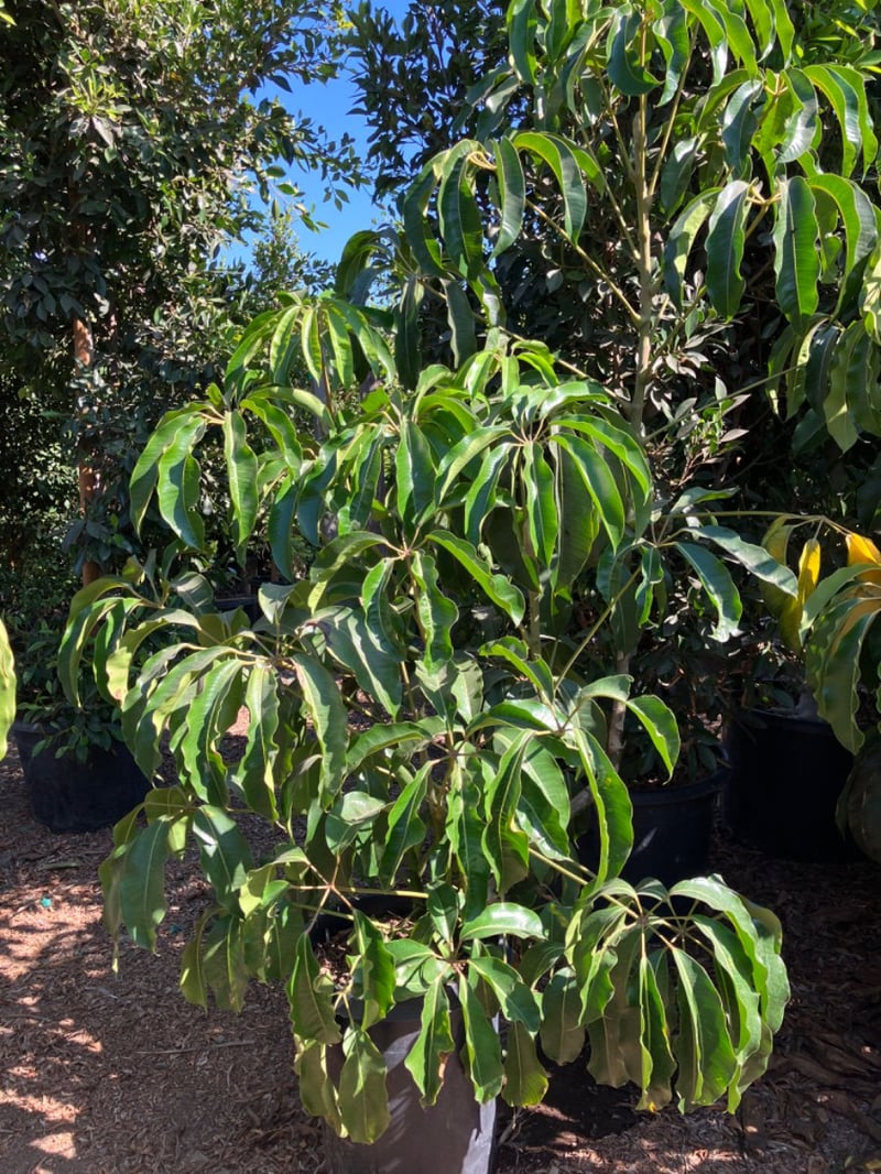 Photo for Tupidanthus calyptratus (Umbrella Tree)