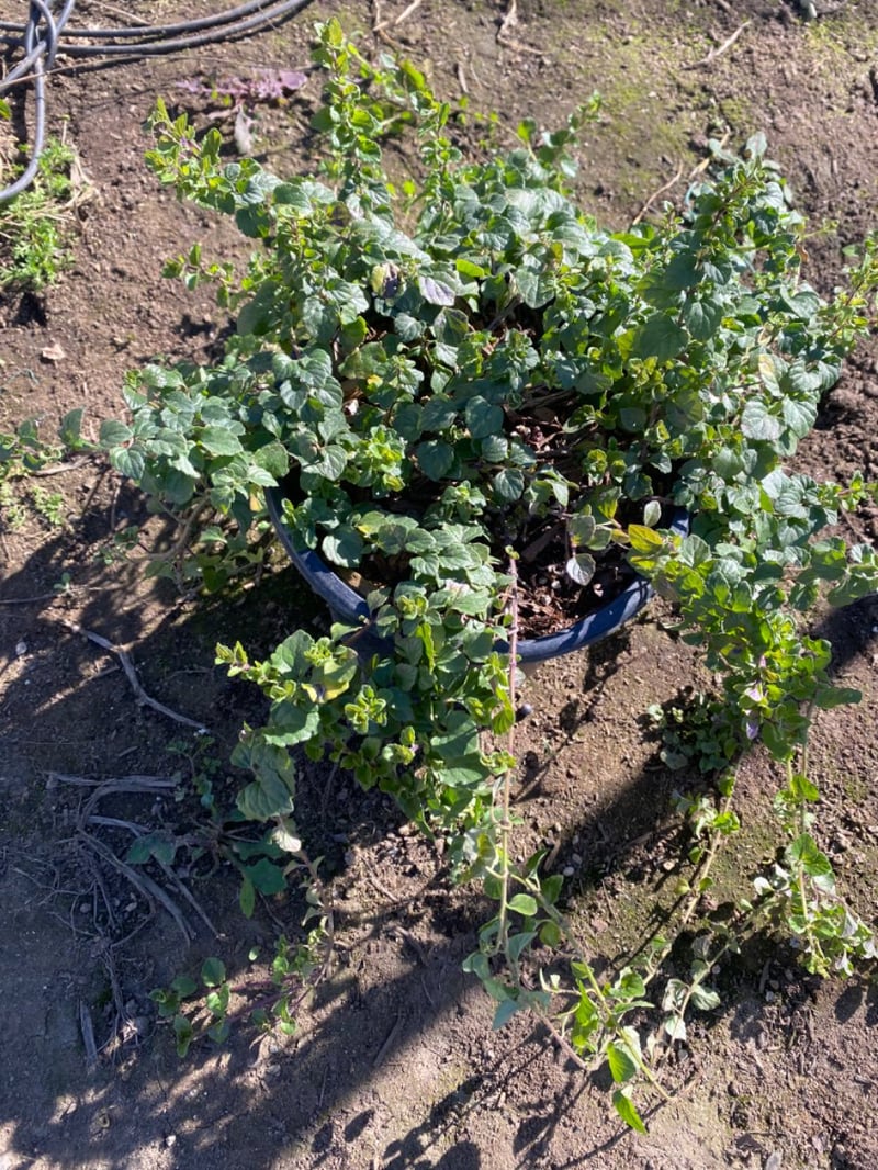 Photo for Clinopodium douglasii (Yerba Buena)