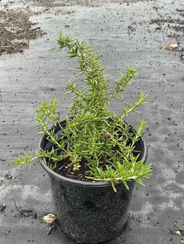 Photo for Rosmarinus officinalis 'Prostratus' (Trailing Rosemary)